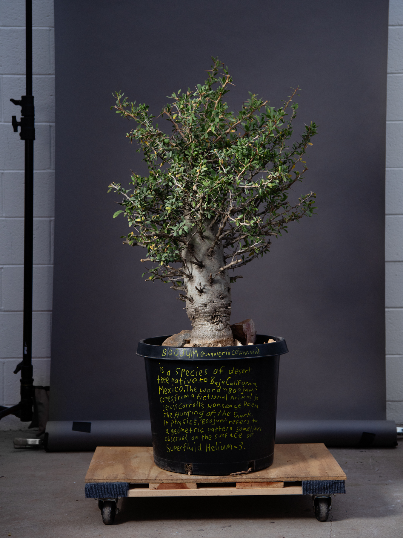 Cactus_Store_5